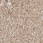 ZNF407 Antibody in Immunohistochemistry (Paraffin) (IHC (P))