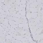 C8orf58 Antibody in Immunohistochemistry (Paraffin) (IHC (P))