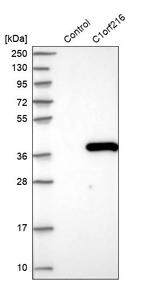 C1orf216 Antibody in Western Blot (WB)