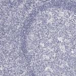 DNALI1 Polyclonal Antibody