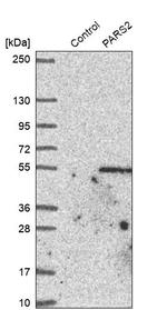 PARS2 Antibody in Western Blot (WB)