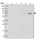 LMOD1 Antibody in Western Blot (WB)