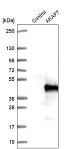 AKAP7 Antibody in Western Blot (WB)
