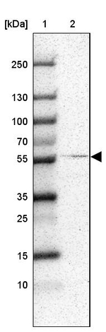 RALGPS2 Antibody in Western Blot (WB)