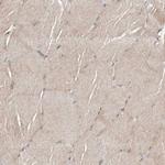 FAM63A Antibody in Immunohistochemistry (Paraffin) (IHC (P))