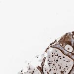 FAM63A Antibody in Immunohistochemistry (IHC)