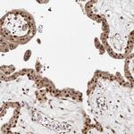 MED8 Polyclonal Antibody