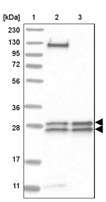 MED8 Antibody in Western Blot (WB)