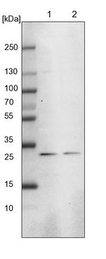 MED8 Antibody in Western Blot (WB)