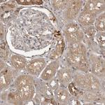 DNAJB4 Antibody in Immunohistochemistry (Paraffin) (IHC (P))