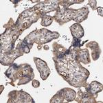 DNAJB4 Antibody in Immunohistochemistry (Paraffin) (IHC (P))