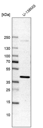 DNAJB4 Antibody in Western Blot (WB)