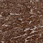 DNAJB4 Antibody in Immunohistochemistry (IHC)