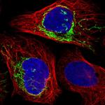 PLD5 Polyclonal Antibody