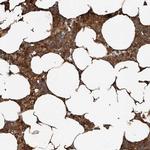 YOD1 Antibody in Immunohistochemistry (IHC)