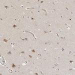 TRAPPC3 Antibody in Immunohistochemistry (Paraffin) (IHC (P))
