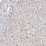 PRUNE Antibody in Immunohistochemistry (Paraffin) (IHC (P))