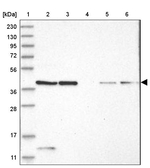 PRUNE Antibody in Western Blot (WB)