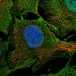 PHF20L1 Antibody in Immunocytochemistry (ICC/IF)