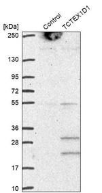 TCTEX1D1 Antibody in Western Blot (WB)