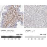 LMOD1 Antibody