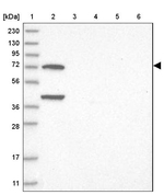 LMOD1 Antibody in Western Blot (WB)