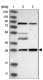 MED8 Antibody in Western Blot (WB)