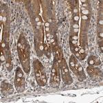 YOD1 Antibody in Immunohistochemistry (Paraffin) (IHC (P))
