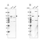 USP1 Antibody in Western Blot (WB)