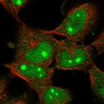 C1orf131 Polyclonal Antibody