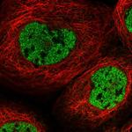 RSG1 Polyclonal Antibody