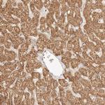 RSG1 Antibody in Immunohistochemistry (Paraffin) (IHC (P))