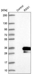 RSG1 Antibody in Western Blot (WB)