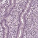 FAM71A Antibody in Immunohistochemistry (IHC)