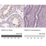 FAM71A Antibody