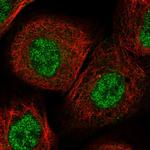 ITGB3BP Polyclonal Antibody