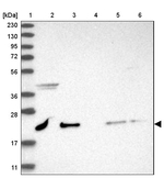 ITGB3BP Antibody in Western Blot (WB)