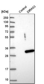 DIRAS3 Antibody in Western Blot (WB)