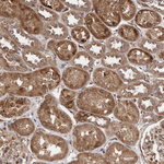 FLAD1 Antibody in Immunohistochemistry (Paraffin) (IHC (P))