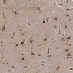 FLAD1 Antibody in Immunohistochemistry (Paraffin) (IHC (P))
