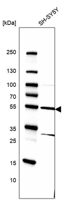 FLAD1 Antibody in Western Blot (WB)