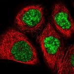 ZBED6 Antibody in Immunocytochemistry (ICC/IF)