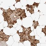 ZBED6 Antibody in Immunohistochemistry (Paraffin) (IHC (P))