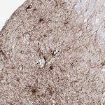 C1orf74 Antibody in Immunohistochemistry (Paraffin) (IHC (P))