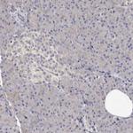 LUZP1 Polyclonal Antibody