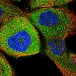 RUSC1 Polyclonal Antibody