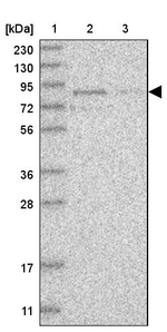 RUSC1 Antibody in Western Blot (WB)