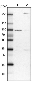 RUSC1 Antibody in Western Blot (WB)