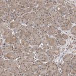 WDR26 Antibody in Immunohistochemistry (IHC)