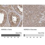 WDR26 Antibody